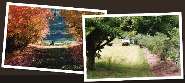 Clyde River Berry Farm, located in a healthy, dynamic, and biodiverse environment.